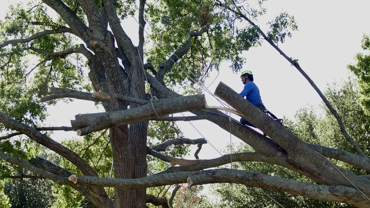 Professional Hazardous Tree Removal performed by certified arborists in Tracy